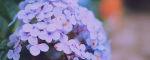 Preview wallpaper hydrangea serrata, flowers, lilac, close-up