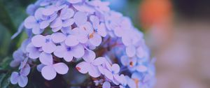 Preview wallpaper hydrangea serrata, flowers, lilac, close-up