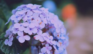 Preview wallpaper hydrangea serrata, flowers, lilac, close-up