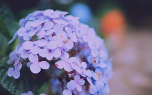 Preview wallpaper hydrangea serrata, flowers, lilac, close-up