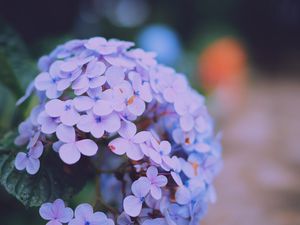 Preview wallpaper hydrangea serrata, flowers, lilac, close-up