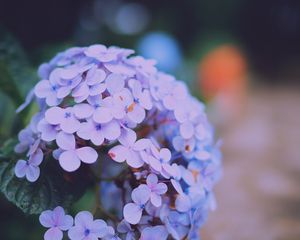 Preview wallpaper hydrangea serrata, flowers, lilac, close-up