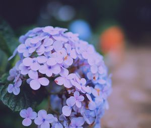 Preview wallpaper hydrangea serrata, flowers, lilac, close-up