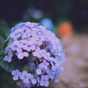 Preview wallpaper hydrangea serrata, flowers, lilac, close-up