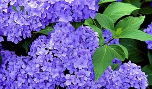 Preview wallpaper hydrangea, shrub, flower, herb, branches