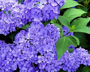 Preview wallpaper hydrangea, shrub, flower, herb, branches