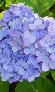 Preview wallpaper hydrangea, shrub, lilac