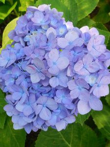 Preview wallpaper hydrangea, shrub, lilac