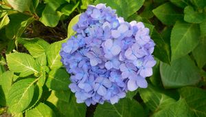 Preview wallpaper hydrangea, shrub, lilac