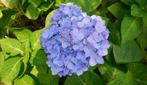 Preview wallpaper hydrangea, shrub, lilac