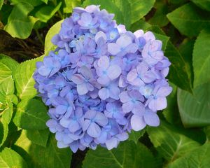 Preview wallpaper hydrangea, shrub, lilac