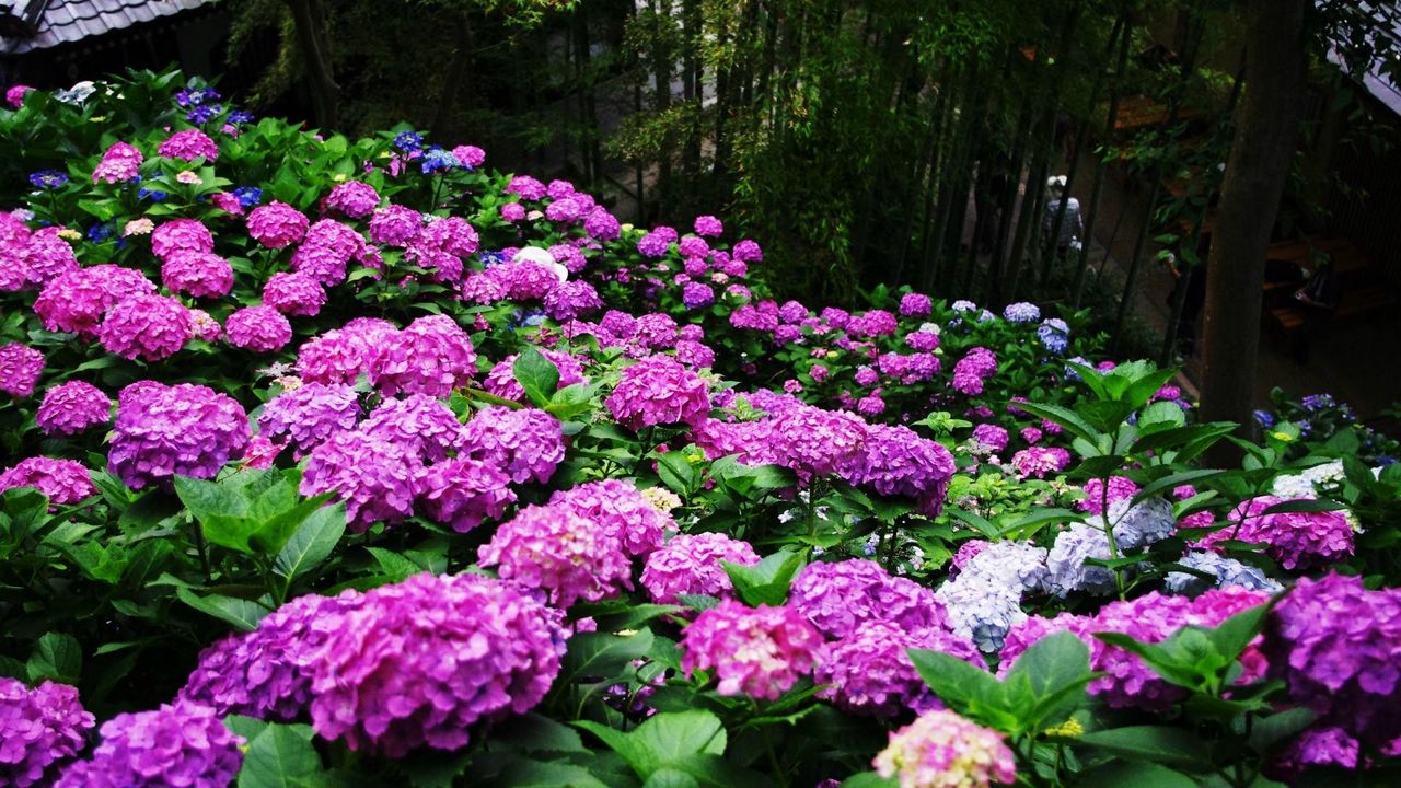 Wallpaper hydrangea, slope, green, park, nice