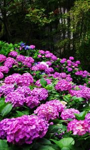 Preview wallpaper hydrangea, slope, green, park, nice
