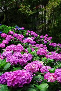 Preview wallpaper hydrangea, slope, green, park, nice