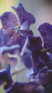 Preview wallpaper hydrangea, water, drops, macro, purple
