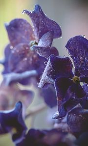 Preview wallpaper hydrangea, water, drops, macro, purple