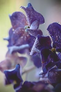 Preview wallpaper hydrangea, water, drops, macro, purple