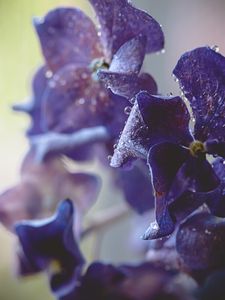 Preview wallpaper hydrangea, water, drops, macro, purple