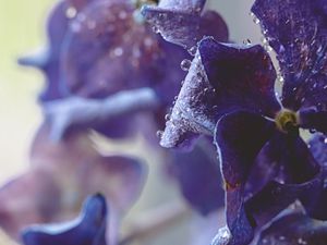 Preview wallpaper hydrangea, water, drops, macro, purple