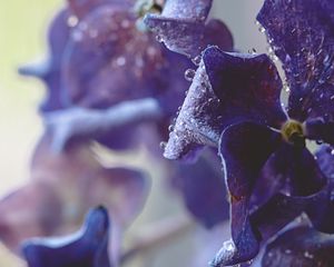 Preview wallpaper hydrangea, water, drops, macro, purple