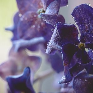 Preview wallpaper hydrangea, water, drops, macro, purple