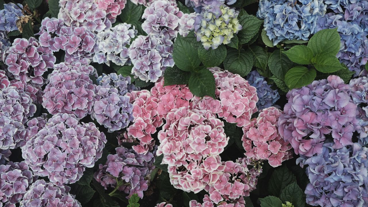 Wallpaper hydrangeas, flowers, flowerbeds, floristics