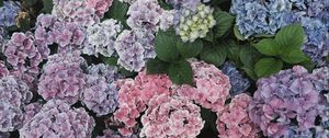 Preview wallpaper hydrangeas, flowers, flowerbeds, floristics