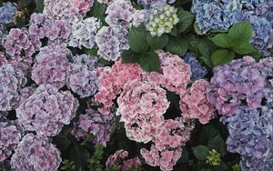 Preview wallpaper hydrangeas, flowers, flowerbeds, floristics