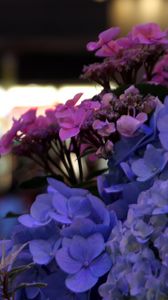 Preview wallpaper hydrangeas, flowers, inflorescences, petals, flowerbed