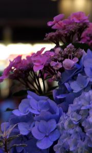 Preview wallpaper hydrangeas, flowers, inflorescences, petals, flowerbed