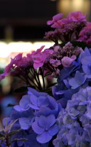 Preview wallpaper hydrangeas, flowers, inflorescences, petals, flowerbed