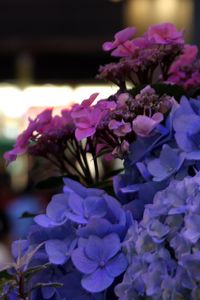 Preview wallpaper hydrangeas, flowers, inflorescences, petals, flowerbed