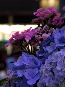 Preview wallpaper hydrangeas, flowers, inflorescences, petals, flowerbed