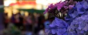 Preview wallpaper hydrangeas, flowers, inflorescences, petals, flowerbed