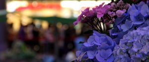 Preview wallpaper hydrangeas, flowers, inflorescences, petals, flowerbed