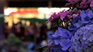 Preview wallpaper hydrangeas, flowers, inflorescences, petals, flowerbed