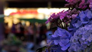 Preview wallpaper hydrangeas, flowers, inflorescences, petals, flowerbed