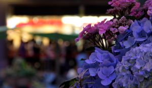 Preview wallpaper hydrangeas, flowers, inflorescences, petals, flowerbed