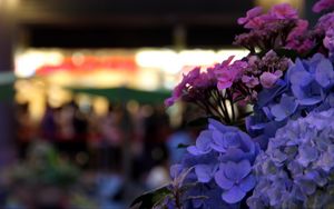 Preview wallpaper hydrangeas, flowers, inflorescences, petals, flowerbed