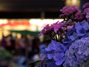 Preview wallpaper hydrangeas, flowers, inflorescences, petals, flowerbed