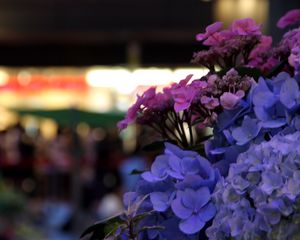 Preview wallpaper hydrangeas, flowers, inflorescences, petals, flowerbed