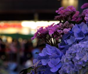 Preview wallpaper hydrangeas, flowers, inflorescences, petals, flowerbed