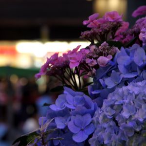 Preview wallpaper hydrangeas, flowers, inflorescences, petals, flowerbed