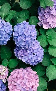 Preview wallpaper hydrangeas, flowers, petals, inflorescences, leaves