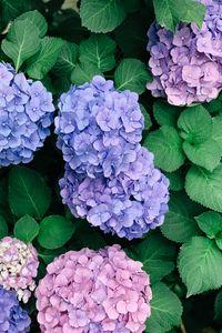 Preview wallpaper hydrangeas, flowers, petals, inflorescences, leaves