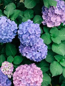 Preview wallpaper hydrangeas, flowers, petals, inflorescences, leaves