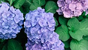 Preview wallpaper hydrangeas, flowers, petals, inflorescences, leaves