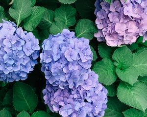 Preview wallpaper hydrangeas, flowers, petals, inflorescences, leaves