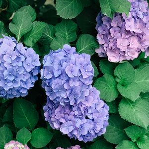 Preview wallpaper hydrangeas, flowers, petals, inflorescences, leaves