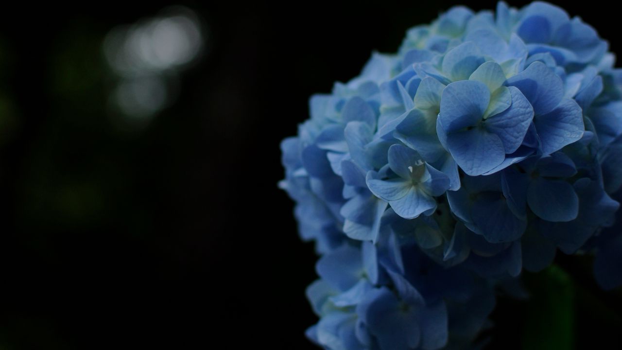 Wallpaper hydrangeas, flowers, petals, inflorescences, blue